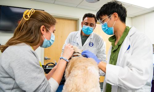 2 veterinarians and a student examining a dog